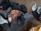 ගම් කුකුළන් සහ කිකිළියන් පැටව්