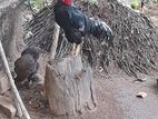 ගම් කුකුළන්