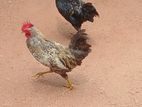 ගම් කුකුල්ලු