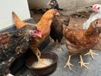 ගම් කුකුළු ජොඩුවක්