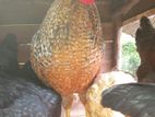 Local Roosters