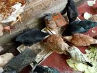 ගම් කුකුළු පැටවුන්