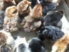 ගම් කුකුලන් Country Chicks