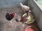 ගම් කුකුලන්