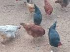 ගම් කුකුලන්