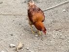ගම් කුකුලන්