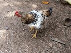 Farm Chickens