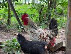ගම් කුකුලන් හා කිකිලියන් විකිණීමට