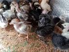 ගම් කුකුලන්