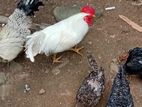 ගම් කුකුලන්