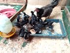 ගම් කුකුලු / කිකිලි පැටවුන්