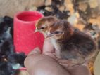 ගම් පැටවුන්.country chicks