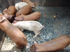 ගම් ඌරු පැටව්