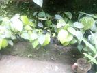 ගම්බිරිස් පැල