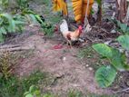 ගම්කුකුලන්