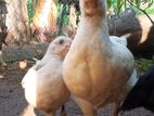 ගම්කුකුලන්සහ කිකිලීයන්