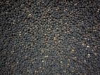 ගම්මිරිස් (Black Pepper / Gammiris)