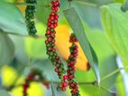 Black Pepper Plants