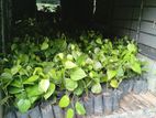 ගම්මිරිස් පැල