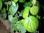 ගම්මිරිස් පැල