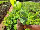 ගම්මිරිස් පැල (Pepper Plant )