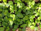 ගම්මිරිස් පැල (Pepper Plants)