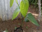 ගම්මිරිස් පැළ විකිණීමට ඇත.
