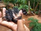 ගං කුකුල් පැටවුන්