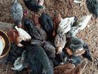 ගන් කුකුළන්