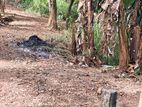 ගනේමුල්ලේ සුපිරි ලොකේෂන් එකකින් ඔබේ සිහින නිවසට වටිනා බිම්කොටසක්