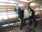 Farm Goat