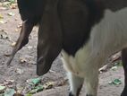 KIdaai Goat