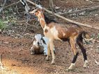 Farm Goats