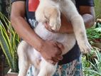 Golden Retriever Puppy