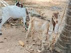 Farm Goat
