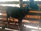 Farm Goat