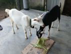 Farm Goat