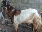 Farm Goat