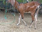Male Goat
