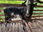 Goat Alpine ඇල්ෆයින් එළුවන්