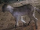 Goat Baby
