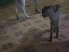Goat Baby