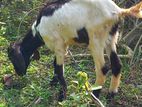 Farm Goat