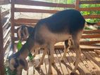 goat /එළුවන්