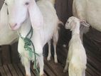 Goat Female