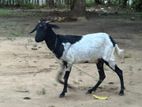 Goat Female