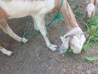 Goat (Female)