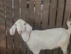 Goat Female