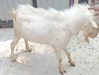 Goat Female