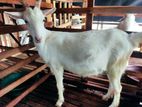 Goat Female